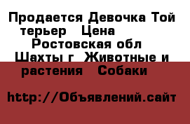 Продается Девочка Той-терьер › Цена ­ 6 000 - Ростовская обл., Шахты г. Животные и растения » Собаки   